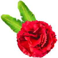 DIY Carnation Wall Statement Kit - Bloom & Shape