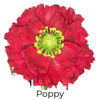 DIY Poppy Wall Flower Statement Kit - Bloom & Shape