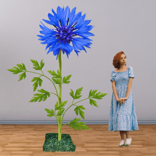 Giant Cornflower Agricultural Flower Displays