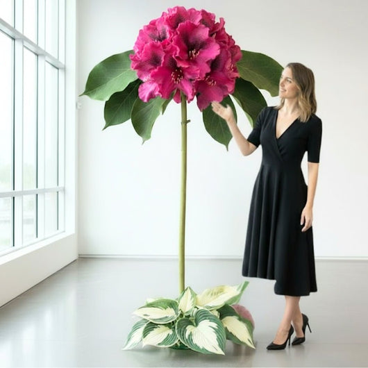 Giant Standing Rhododendron | Washington State Flower - amazinggiantflowers